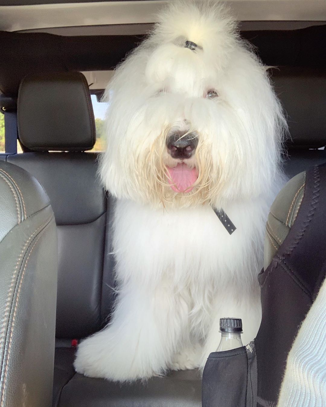 An Old English Sheepdog sitting in the backseat inside the car while sticking its tongue out
