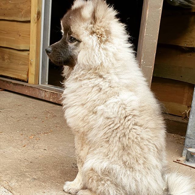 A Keeshond puppy sitting on the pavement with its sad face