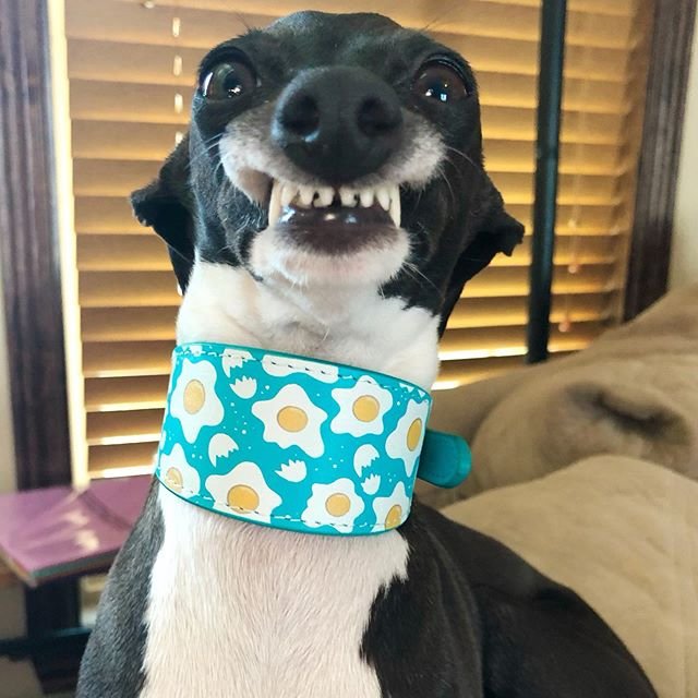 Whippet wearing a blue with sunny side-up egg design around its neck while smiling hilariously