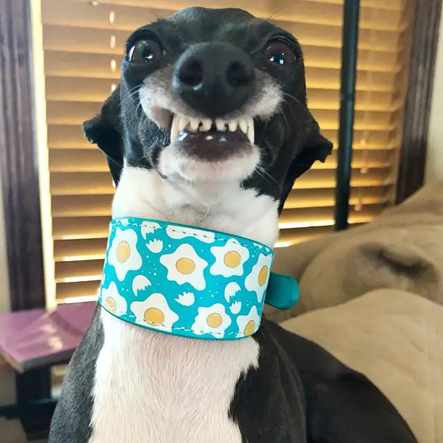 Whippet wearing a blue with sunny side-up egg design around its neck while smiling hilariously