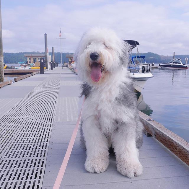 An Old English Sheepdog sitting in the port