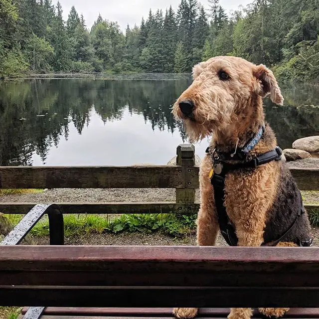 A Airedale Terrier sitting on the bench by the lake