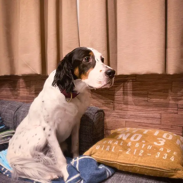 An English Setter sitting on the couch
