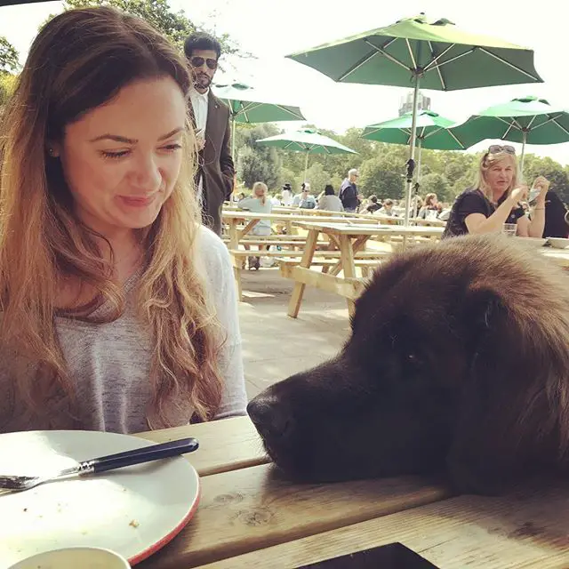 A woman smiling at the Leonberger in front of her with its face on top of the table