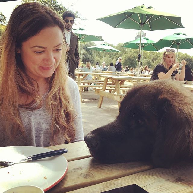 A woman smiling at the Leonberger in front of her with its face on top of the table