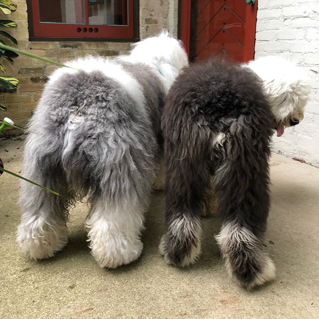 the back of two Old English Sheepdogs standing next to each other