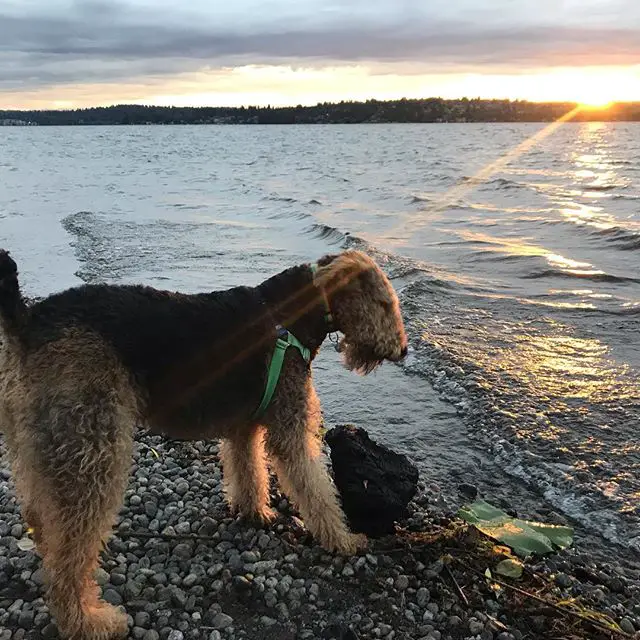 A Airedale Terrier standing by the seashore on a sunset
