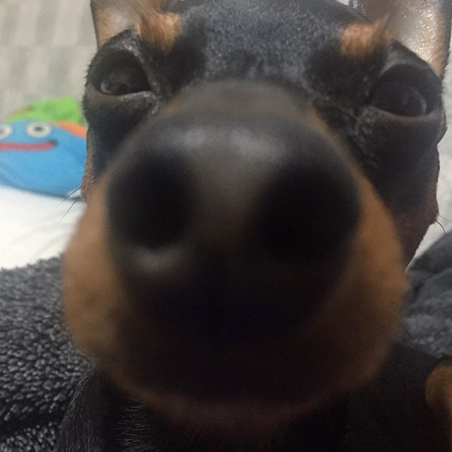close up photo of a Miniature Pinscher smelling the camera