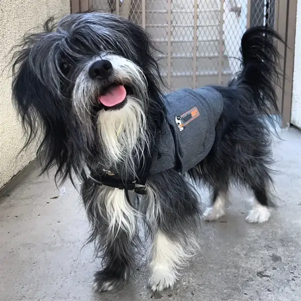 A Tibetan Terrier smiling while standing on the pavement