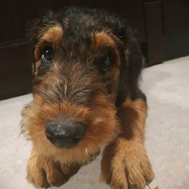 A Airedale Terrier lying on the floor with its sad face