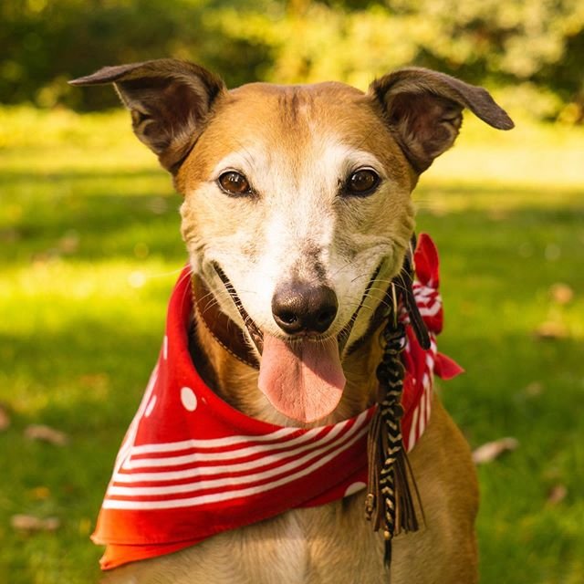 Whippet wearing a red scarf while smiling with its tongue out