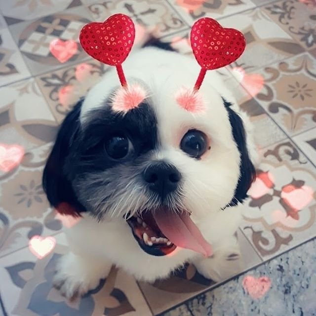 A Lhasa Apso sitting on the floor with its tongue out and begging face