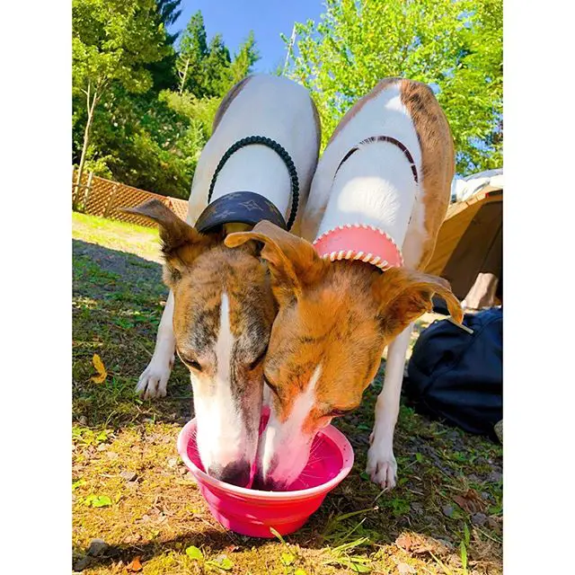 two Whippet drinking water from the pink bowl