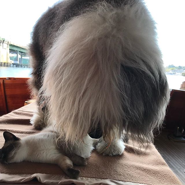 A Old English Sheepdog smelling the cat sleeping on the bench