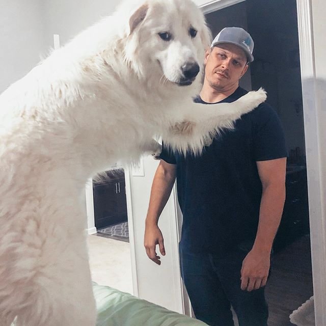 A man with a large Great Pyrenee standing up on the bed while leaning towards him