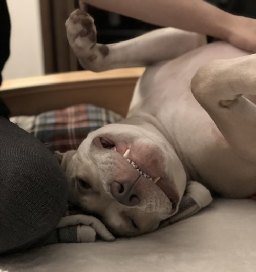 A Pitbull lying on its back on the floor while smiling