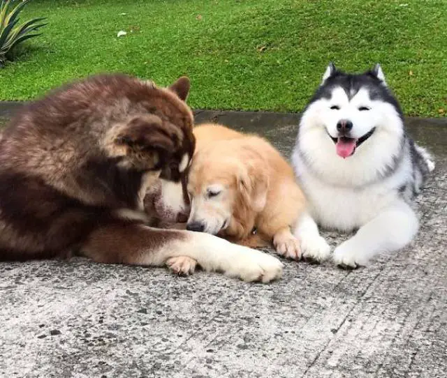 A smiling Siberian Husky lying on the pavement next to two dogs being sweet with each other