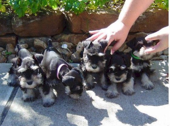 cute little Schnauzers in line