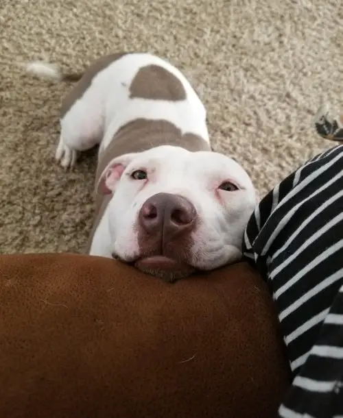 A Pitbull sitting on the floor with its begging face on the edge of the couch
