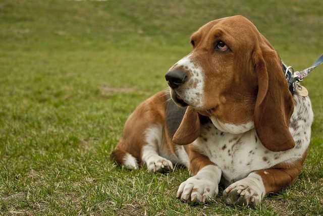 Best Basset Hound lying down on the green grass