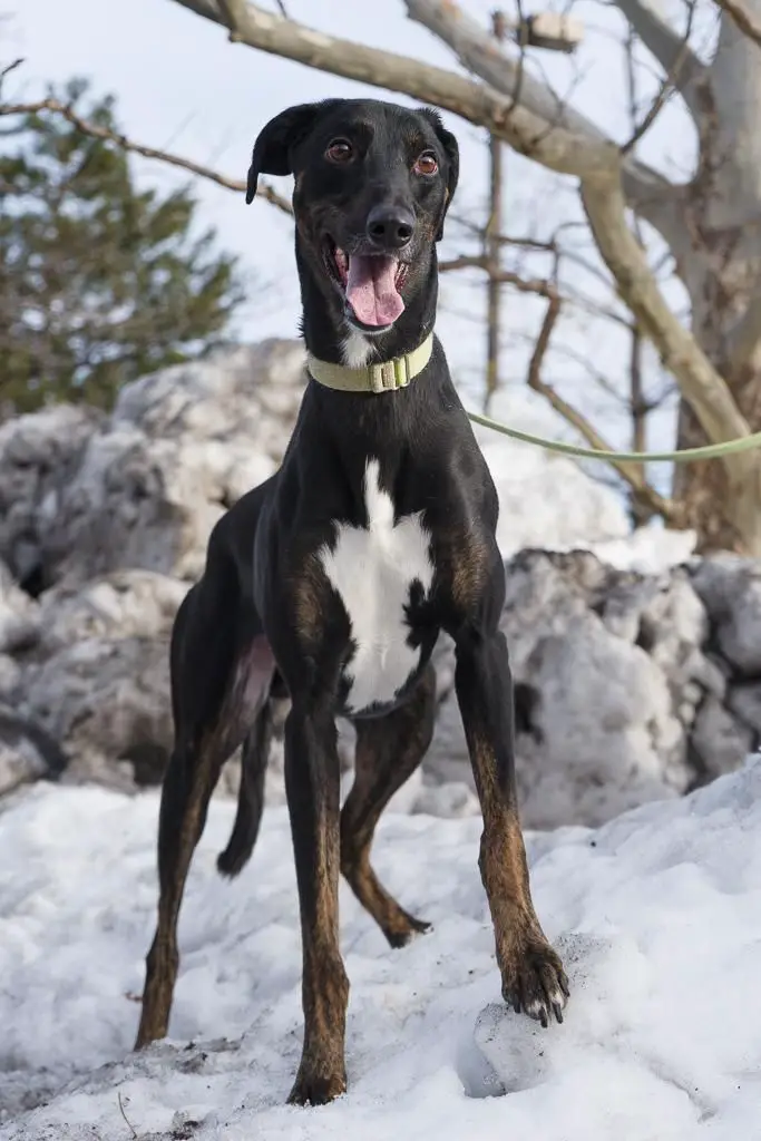 Doberhound standing in snow during winter outdoors