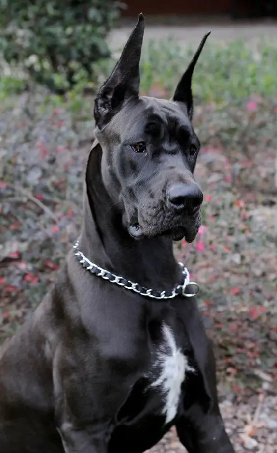 black Great Dane dog in the forest