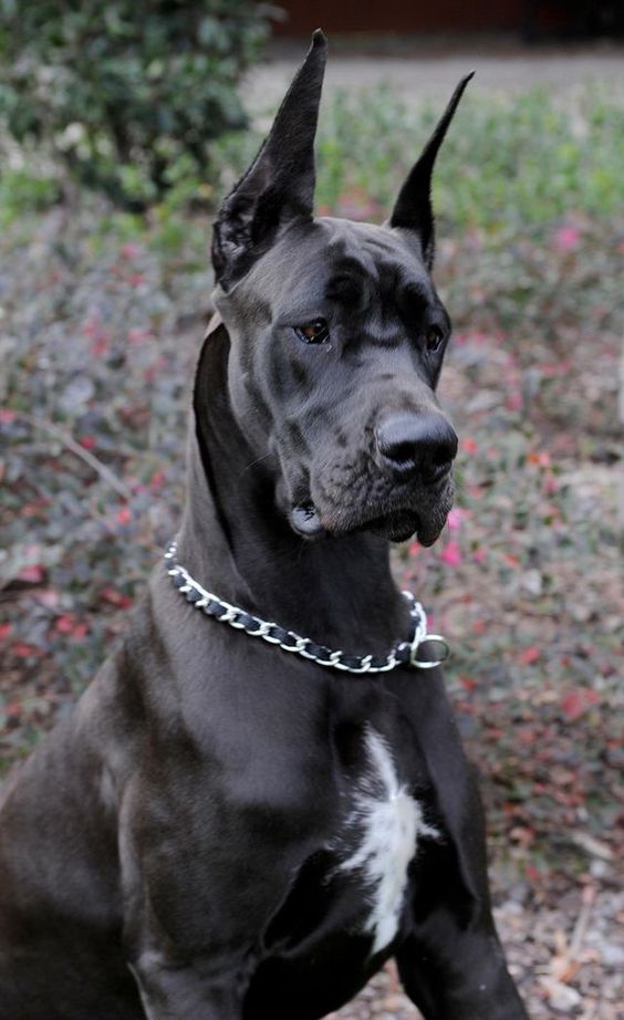 great dane small