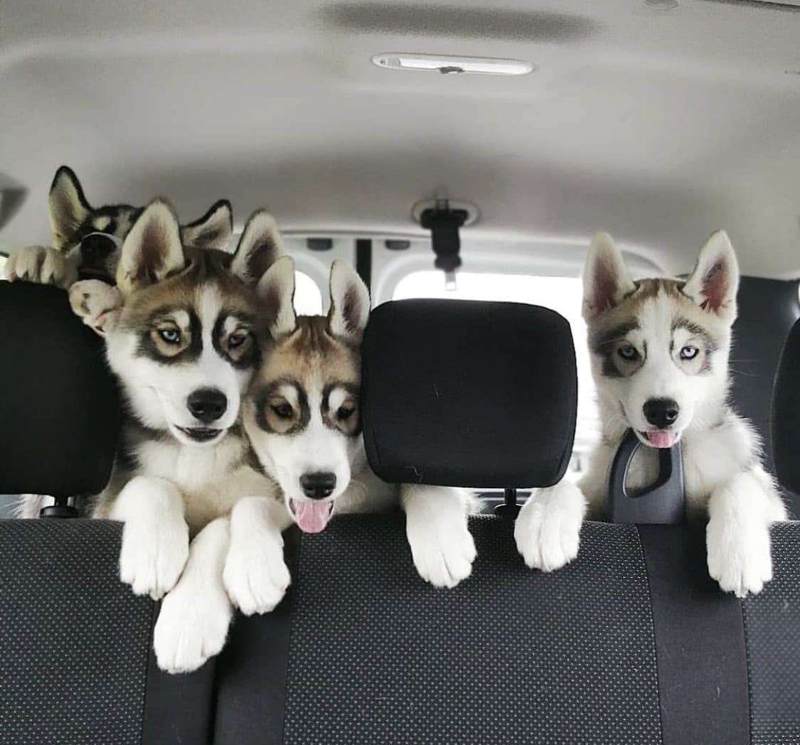 Husky puppies in the car trunk