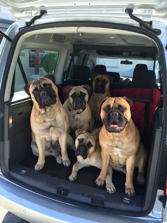 five Mastiff dogs sitting on the car trunk