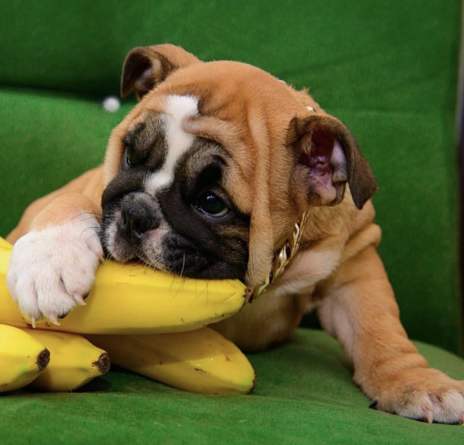 English Bulldog Puppy biting a banana