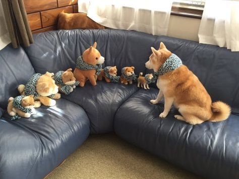 Shiba Inu dog sitting on the couch looking at Shiba Inu stuffed toys