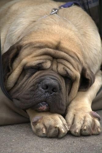 Mastiff dog lying on the ground sleeping