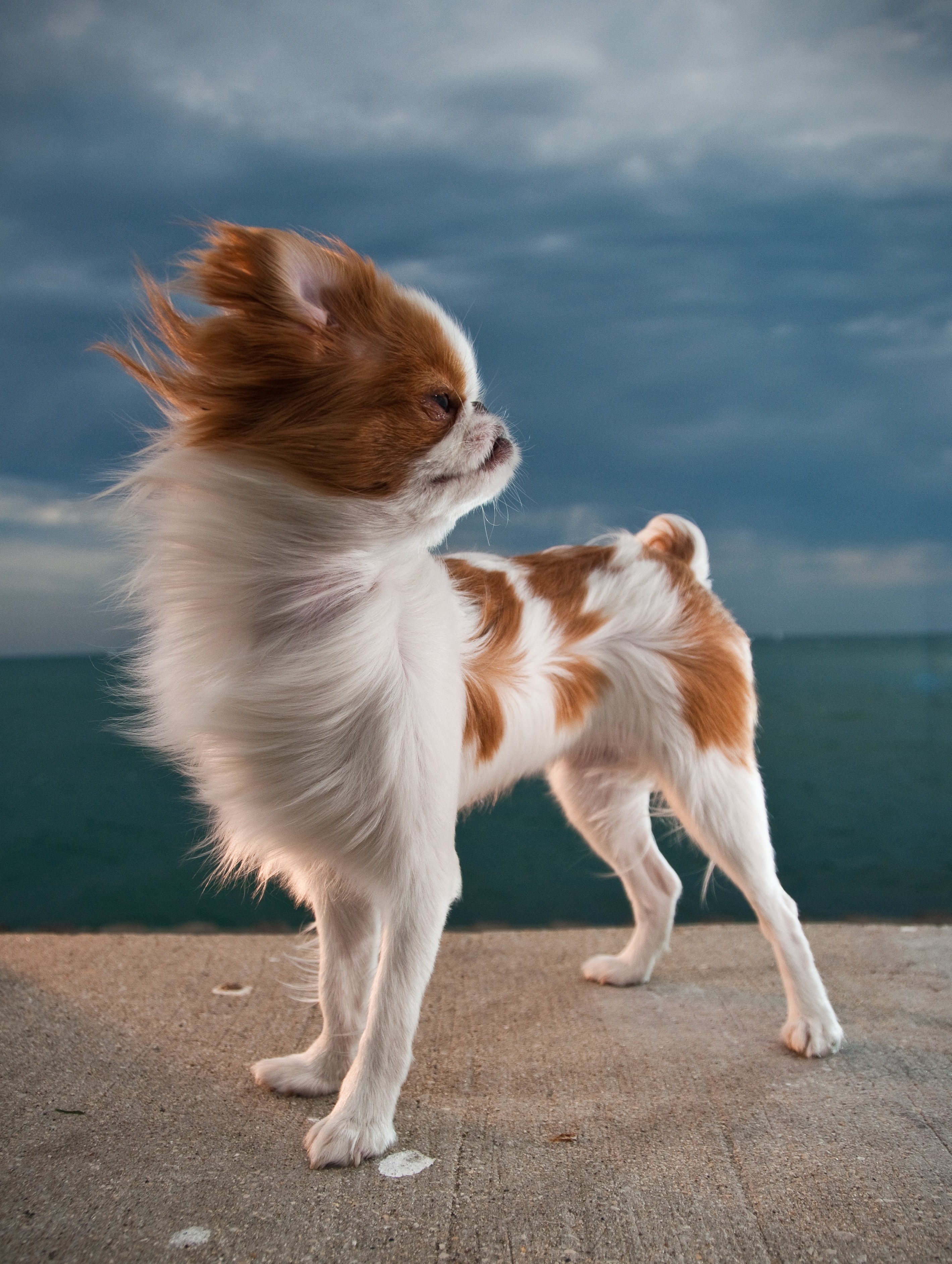 A Japanese Chin standing on the pavement by the beach