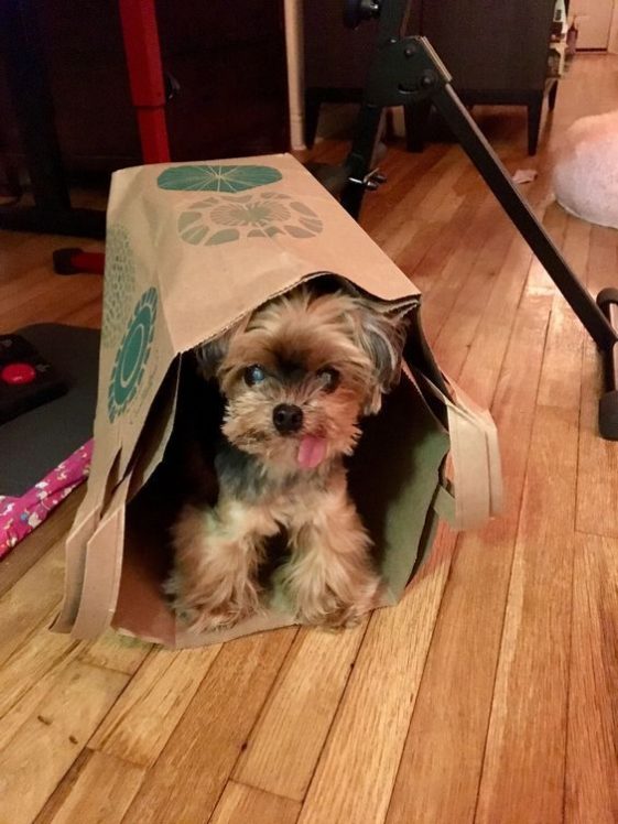 silly Yorkshire Terrier