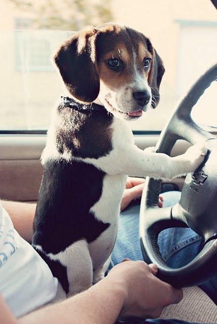 Beagle on the car's steeling wheel