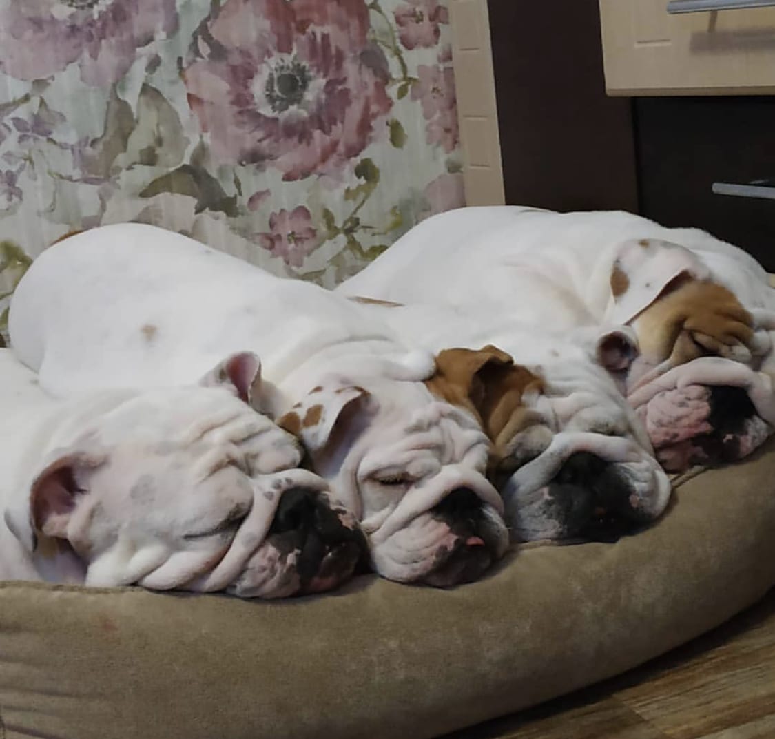 Four English Bulldogs sleeping next to each other on their bed