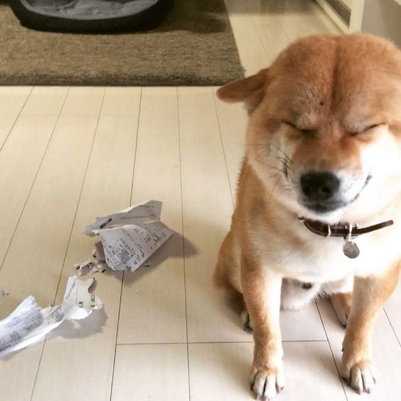 Shiba Inu sitting on the floor closing its eyes with torn paper on the floor
