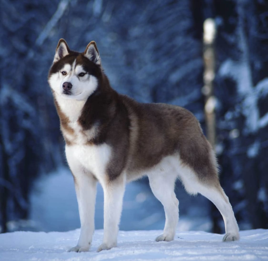 A Husky standing in snow in the forest