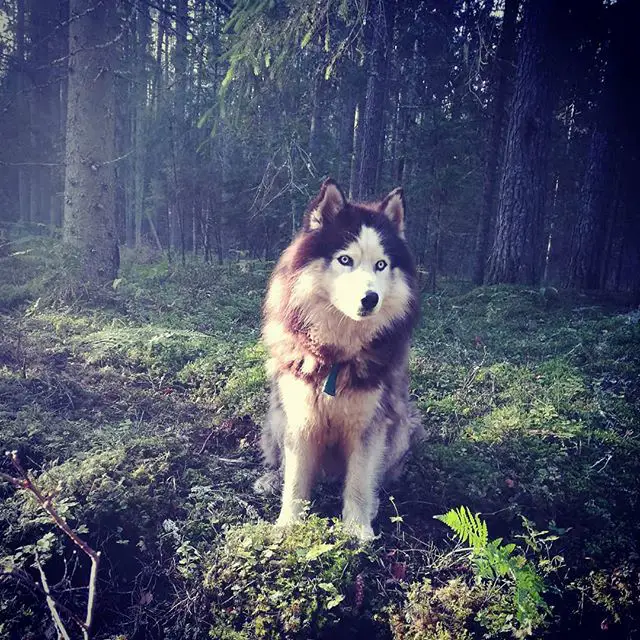 A Husky sitting on the grass in the forest