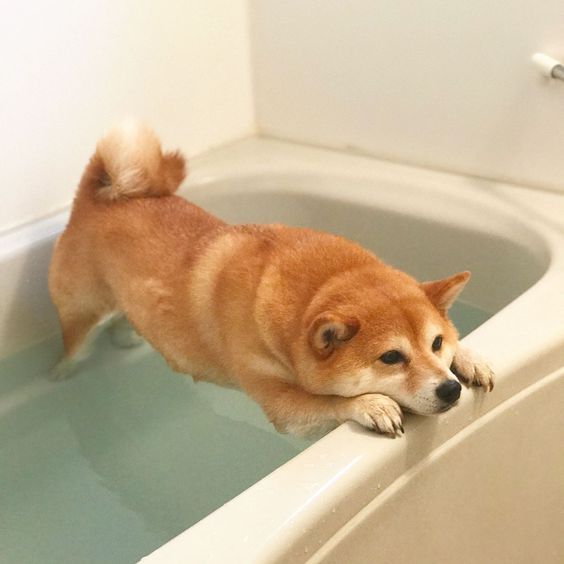 Shiba Inu in the bathtub leaning its body away from the water