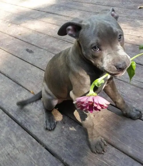 A Pitbull puppy sitting on the wooden floor with a piece of purple flower in its mouth