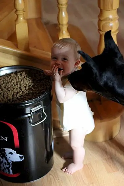 A Doberman Pinscher looking at the baby getting its dog food from the container