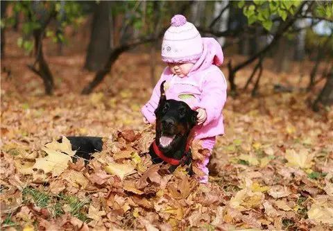 A Doberman Pinscher lying on the dried maple leaves in the forest while a toddler is sitting on its back