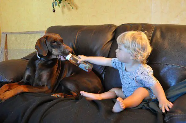 A young kid sitting on the couch while sharing is bottled water to the Doberman Pinscher lying beside him