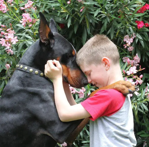 A young boy pressing its forehead to the muzzle of the Doberman Pinscher leaning towards him in the garden