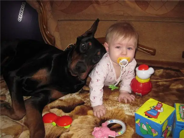 A Doberman Pinscher lying on the floor with its head on the side of the baby crawling on the floor