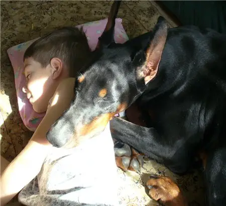 A Doberman Pinscher sleeping beside the kid with its face on top of his shoulder
