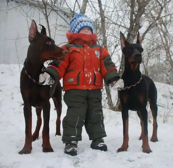 A young boy standing in snow while holding the collar of two Doberman Pinscher standing beside him