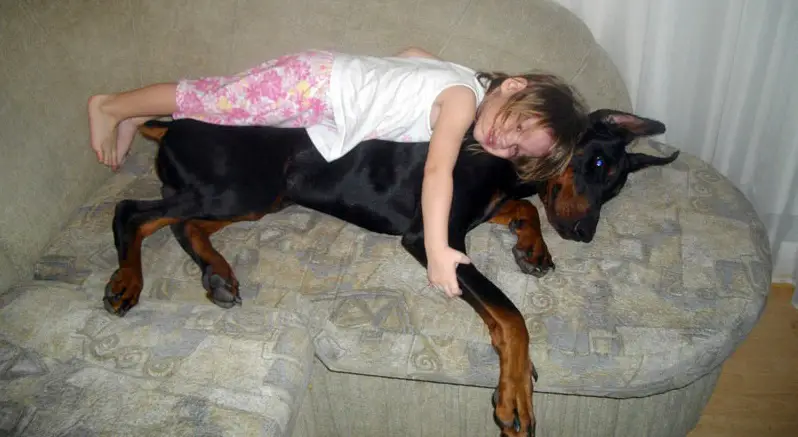 A Doberman Pinscher lying on the couch with a young girl lying on top of him