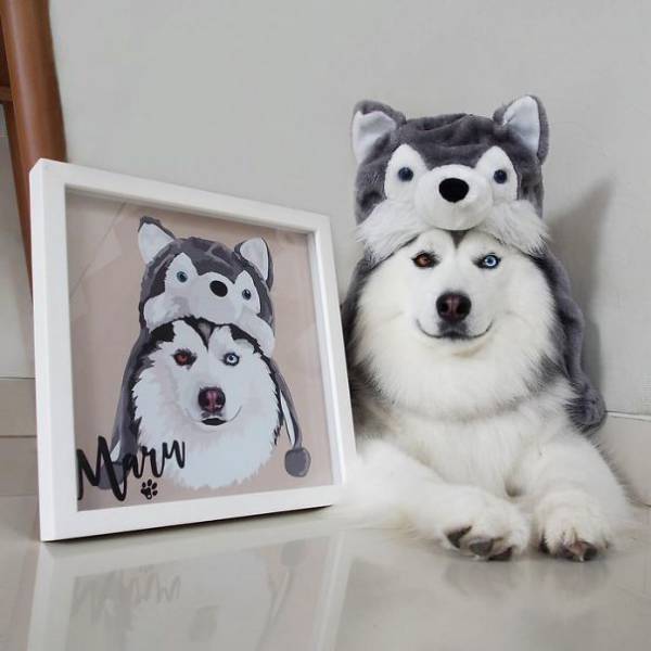 A Siberian Husky wearing a squirrel head piece lying on the floor next to a painting of him in a frame